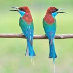 Blue-throated Bee-eater Bird Stock Photo