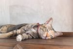 Young Cat Asleep At Home Stock Photo