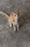 Cute Cat Sitting On Cement Floor Stock Photo