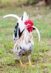 White Bantam Stock Photo