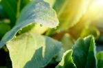 Dew Drop On Leaf Stock Photo