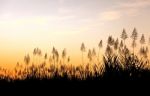 Beautiful Sky Behind Tropical Grass Stock Photo