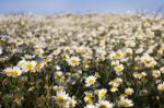 Crown Daisies In The Countryside Stock Photo