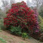 Rhododendrons In Flower Stock Photo