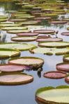 Royal Water Lily  Stock Photo