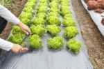 Vegetable Garden Stock Photo