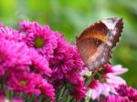 Brown Butterfly Stock Photo