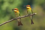 Chestnut Headed Bee Eater Stock Photo