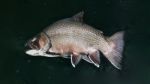 Isolated Image Of A Salmon Swimming In River Stock Photo