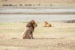 Lion  In Serengeti Stock Photo