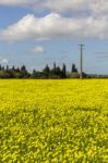 Spring Countryside Landscape Of Yellow Flowers Stock Photo