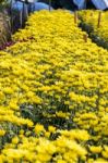 Inside Greenhouse Of Yellow Chrysanthemum Flowers Farms Stock Photo