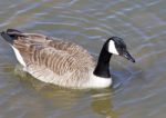 Goose Close-up Stock Photo