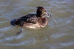 Tufted Duck (aythya Fuligula) Stock Photo