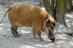 Red River Hog (potamochoerus Porcus) Stock Photo