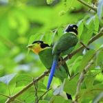 Long-tailed Broadbill Stock Photo