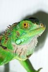 Iguana Head Stock Photo