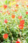 Portulaca Flowers Stock Photo