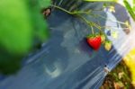 The Strawberry Re In Garden Stock Photo