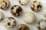 Raw Quail Eggs Stock Photo