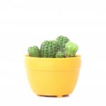 Cactus Stock Photo