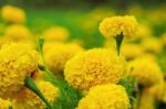 Yellow Marigold With Beauty Stock Photo