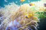 Cartoon Fish Near Sea Anemone Stock Photo