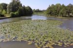 A River Of Water Lilies Stock Photo