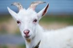 Goat Stock Photo