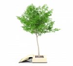 Tree Growing From The Old Book. Knowledge Growth From Education Concept Stock Photo