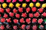 Colorful And Beautiful Thai Cactus Stock Photo