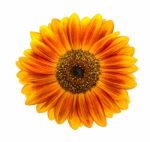 Sunflower Isolated On White Background Stock Photo