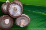 Shiitake Mushroom On Green Banana Leaves Stock Photo