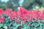 Colorful Flowers For Background Stock Photo