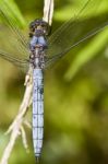 Epaulet Skimmer (orthetrum Chrysostigma) Stock Photo