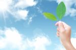 Fresh Green Leaf In Hand Against The Sky  Stock Photo