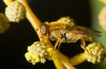 Orange Hoverfly Stock Photo