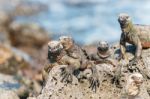 Marine Iguana On Galapagos Islands Stock Photo