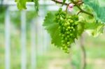 Young Green Grapes Stock Photo