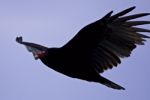 Isolated Photo Of A Vulture In The Sky Stock Photo