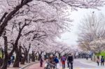 Seoul,korea - April 7 : Seoul Cherry Blossom Festival In Korea.tourists Taking Photos Of The Beautiful Scenery Around Seoul,korea On April 7,2015 Stock Photo