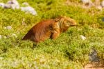 Wild Land Iguana On Santa Fe Island In Galapagos Stock Photo