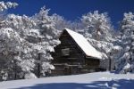 Snowy tree and house Stock Photo