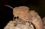 Toad Grasshopper Stock Photo