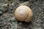 Texture Of Snail Shell On Moisture Soil Stock Photo