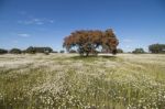 Spring Landscape In Alentejo Stock Photo