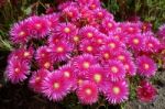 Sea Fig (carpobrotus Chilensis) In Porto Cervo Stock Photo