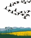 Migrating Geese Stock Photo