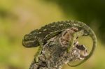 Cute Green Chameleon Stock Photo