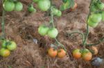 Natural Tomatoes Plant Display In Food Festival Stock Photo